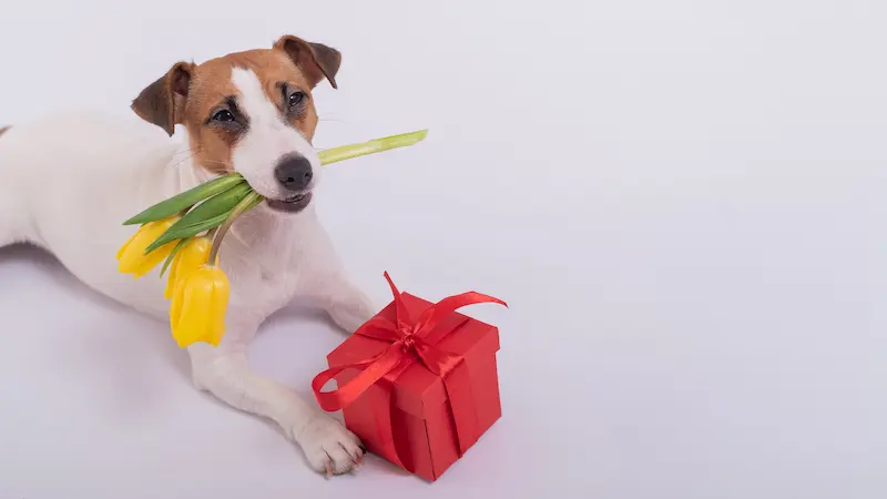 Regalos para perros