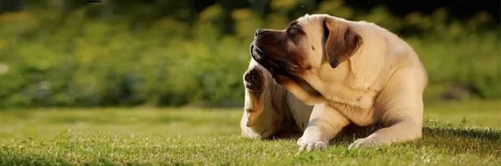 Alergias en perros y gatos en primavera