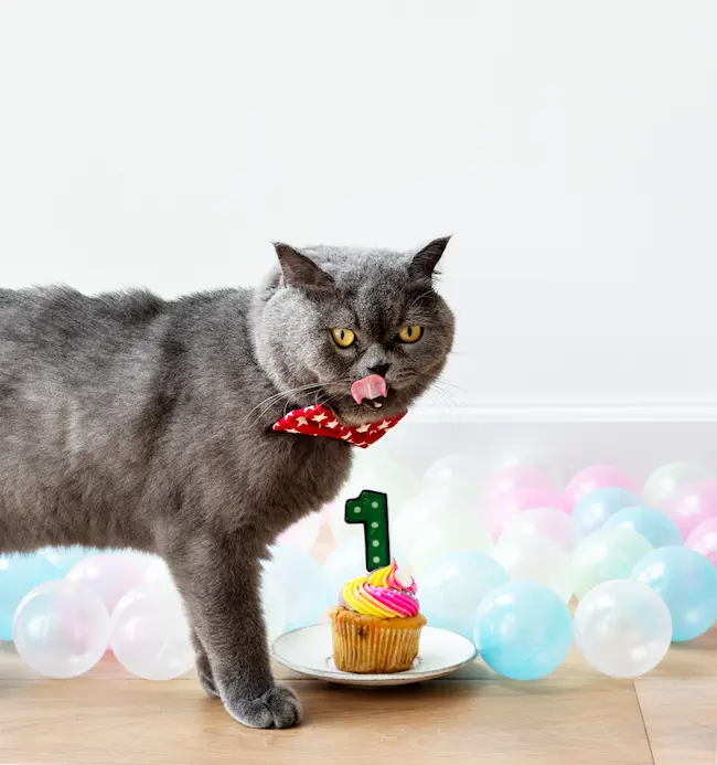 Regalos para gatos