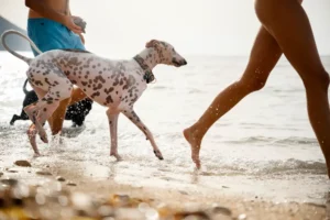 mascotas en verano